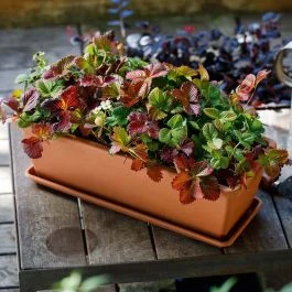 Ultimissimo Modello Corino bruna Cassetta veneza, 50x19,5xh.16,3 cm, in plastica, colore cotto